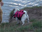 Mops Daisy mit Schwimmweste